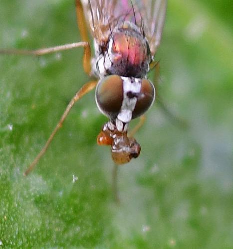 Argyra sp.